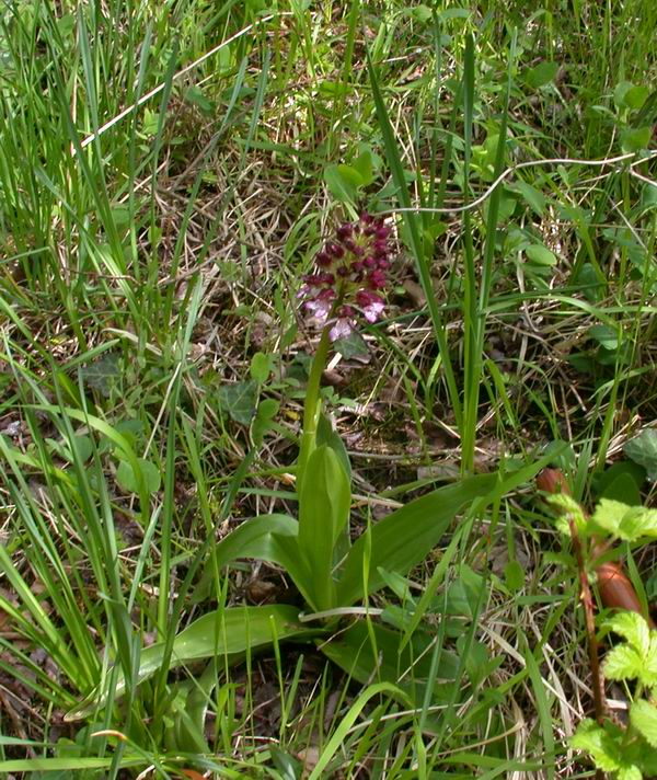 Orchis purpurea - flora Toscana